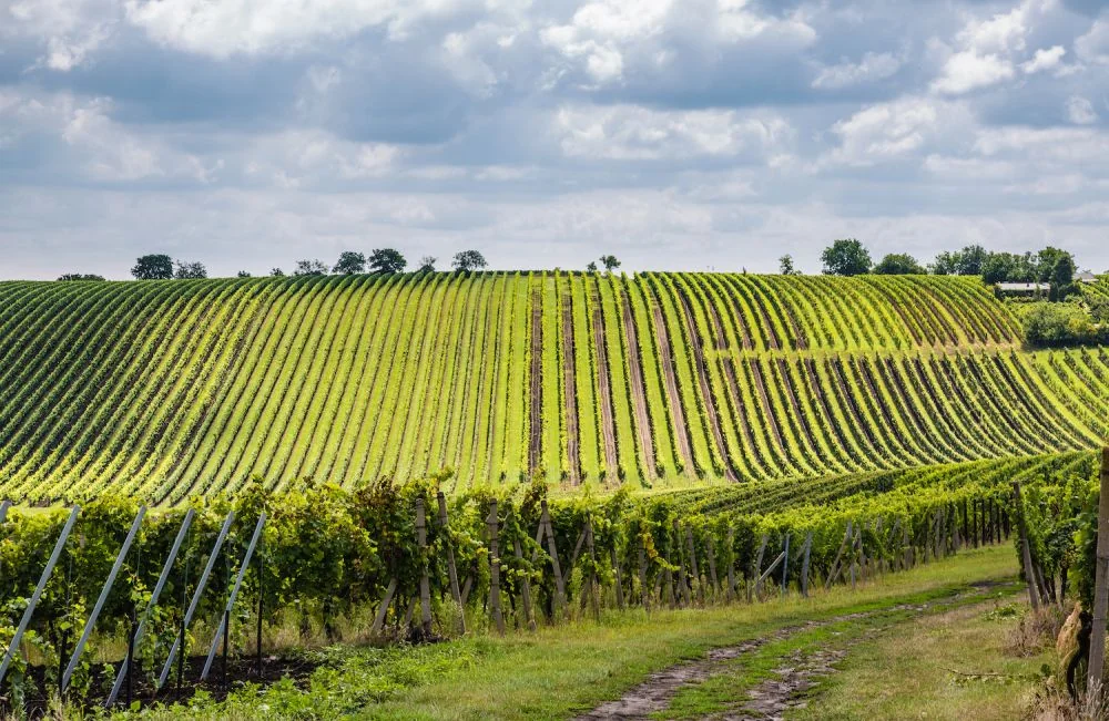 Moravské vinice